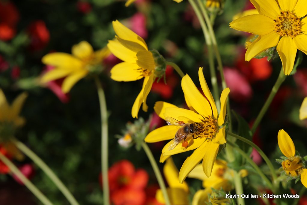 Bee on Yellow Wildflowers - 3